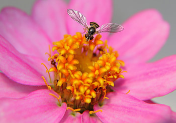 Flower, Macro, Petals, Bee HD wallpaper