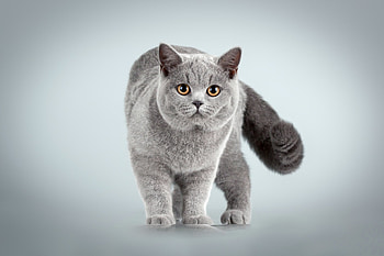 Cat, animal, kitten, Kitty HD wallpaper