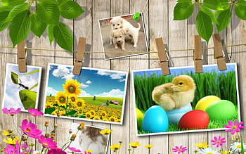 Easter Time, eggd, easter, flowers HD wallpaper