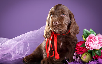 :), red, flower, caine, dog, cocker spaniel, valentine, purple, day, puppy, brown, mother, birtay HD wallpaper