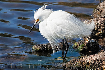 Snowy Egret, crane, white, bird HD wallpaper