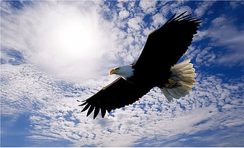 Soaring High, eagle, clouds, sky, flying, raptor HD wallpaper