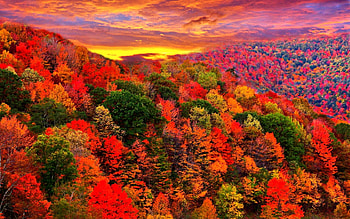 forest colors, autumn, nature, forest, tree HD wallpaper