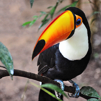 Vivid colours, Toco toucan, Forest habitat, Brazilian wildlife HD phone wallpaper