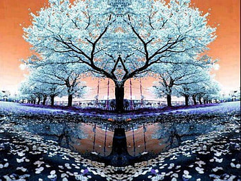 Beautiful Trees, blue, purple, nice colors, petals, trees, beautiful, flowers, water HD wallpaper