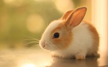 Domestic, Bunnies HD wallpaper