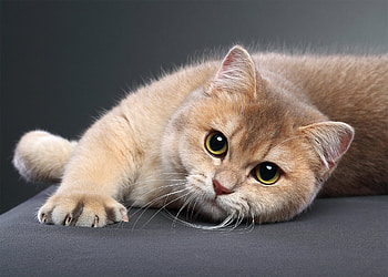 Cat, animal, paw, purr HD wallpaper