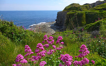 Coast of Dorset, UK, UK, beach, coast, sea, meadow, flowers HD wallpaper