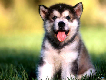 Husky, dog, animal, puppy HD wallpaper