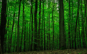Breathtaking views, Pristine nature, Idyllic forest, Greenery abound HD wallpaper