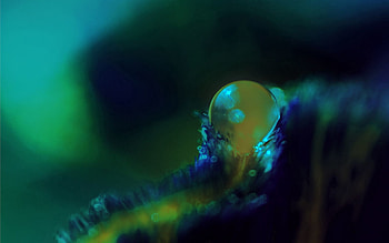 Macro, Surface, Shadow, Drop HD wallpaper