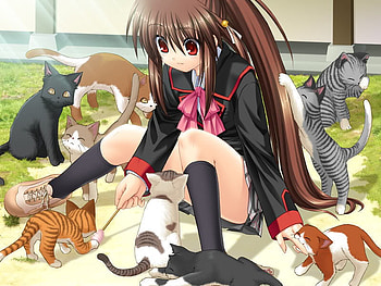 Anime, kitten, hot, cute, brown HD wallpaper