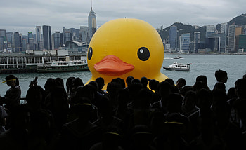 Hong Kong Giant Rubber Duck HD wallpaper