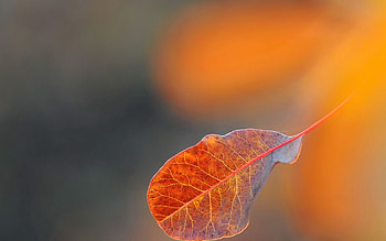 Background, Macro, Sheet, Leaf, Stains, Spots, Blurred, Greased HD wallpaper