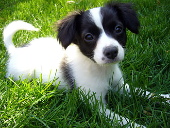 cute puppy for the-panther, cute, puppy, grass, nature HD wallpaper