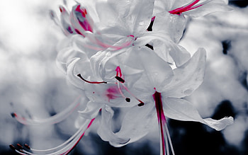 Flowers, petals, blossoms, nature, bunch, blooms, lovely HD wallpaper