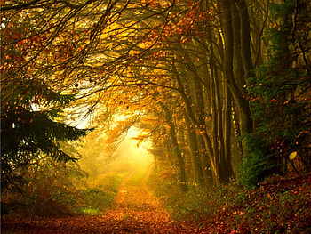 Sunlit Path, Sunset, Forest, Sunlit, Path HD wallpaper