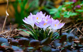 Flowers, Lilac, Macro, Snowdrop HD wallpaper