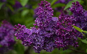 lilac, spring, purple spring flowers, lilac branch, purple lilac, background with lilac HD wallpaper