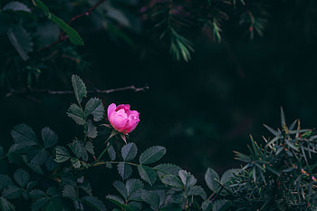 Flowers, Leaves, Pink, Bush, Rose Flower, Rose, Garden HD wallpaper