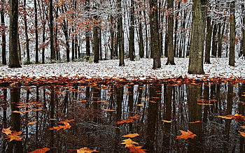 The first snow, river, reflection, snow, trees, autumn HD wallpaper