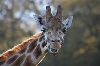 Who Me, neck, eyes, face, ears, cute, giraffe HD wallpaper