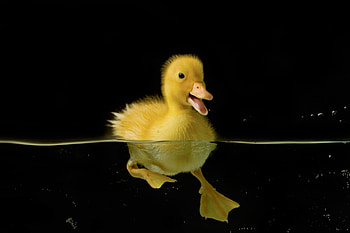 Duckling, black, bird, cute, spring, ratusca, yellow, easter, water HD wallpaper