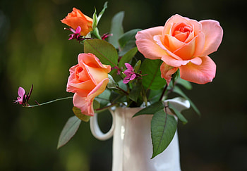 Flowers, Roses, Blur, Smooth, Jug HD wallpaper