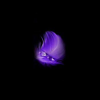 Purple feather, water drop, minimal, portrait HD phone wallpaper