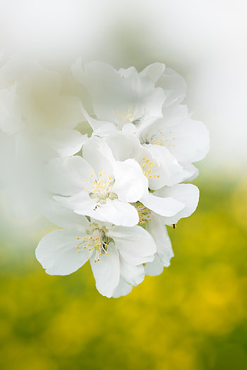 White Poppy, Macro graphy, Markus Hoheneder, Detailed capture HD phone wallpaper