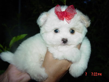 Cute Puppy, cool, cute, puppy HD wallpaper
