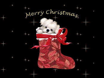 Puppy in stocking, dog, puppy, holiday, christmas, stocking HD wallpaper
