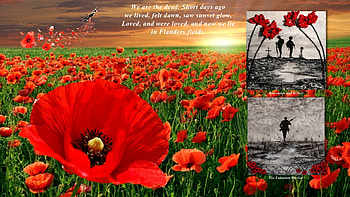 In Flanders Fields, battles, remembrance, collage, military, poppies, war HD wallpaper
