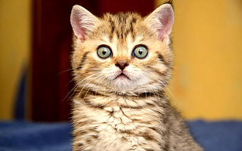 Sweet kitten, sweet, kitten, cat, feline HD wallpaper