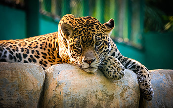 Jaguar Mexico Cheetah, animals, cheetah HD wallpaper