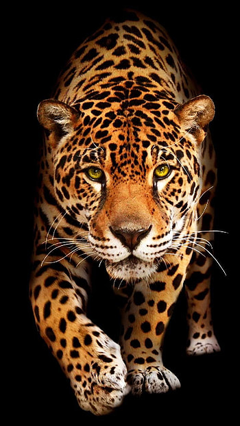 ing Jaguar by georgekev - 68 now. Browse millions of popular animals and Ringtone. Animals, Wild cats, Jaguar animal HD phone wallpaper
