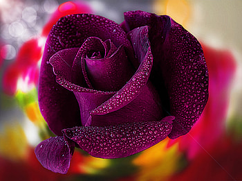 ღ❤ღ, rose, beautiful, macro, flower HD wallpaper