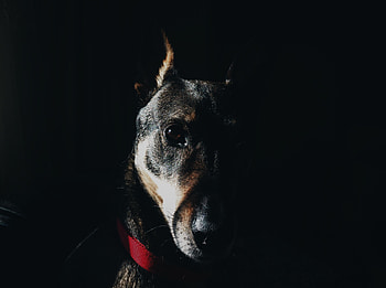 Animals, Dog, Muzzle, Sight, Opinion, Collar HD wallpaper