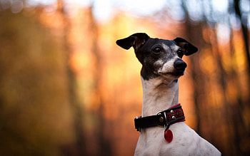 Animals, Glare, Dog, Muzzle, Sight, Opinion, Collar HD wallpaper