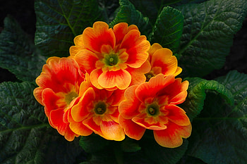 Primula, Flowers, Orange, Leaves HD wallpaper