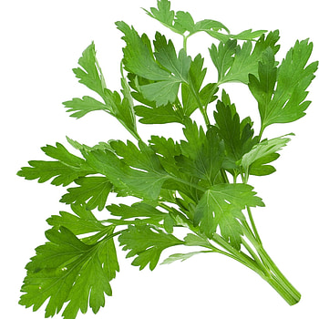 Refreshing parsley, Culinary herb, Green delight HD phone wallpaper