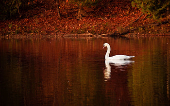 Animals, Water, Bird, Swim, To Swim, Swan HD wallpaper