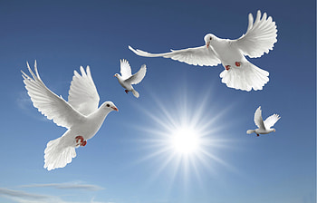 Bird Backgrounds | | Pinterest | , backgrounds and android HD wallpaper