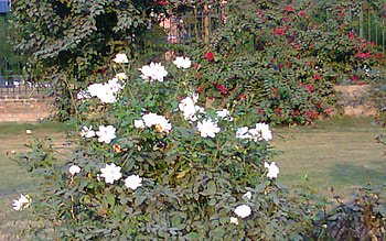 Rose garden, rose, garden, nature, flowers HD wallpaper