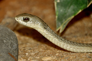 Boomslang, Dispholidus typus, African serpent, Venomous reptile HD wallpaper
