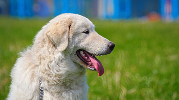 Akbash Dog, Dog , , Canine companion HD wallpaper
