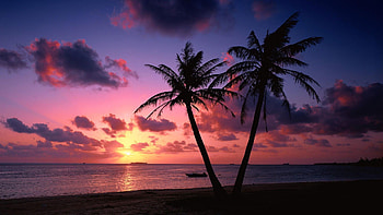 Tropical Sunset, Beach, Coastal, Sunset, Trees HD wallpaper