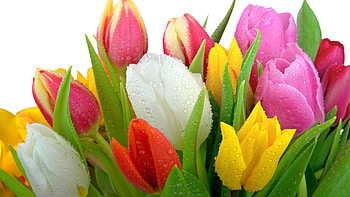 Plants, Flowers, Tulips HD wallpaper