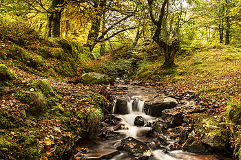 Nature, Rivers, Trees, Autumn, Creek, Brook HD wallpaper