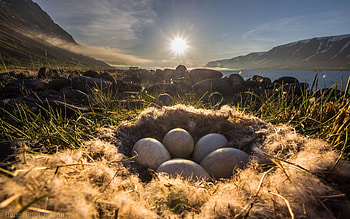 Nest, egg, grass, nature HD wallpaper